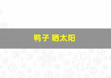 鸭子 晒太阳